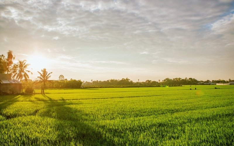 Diện tích chuyển mục đích sử dụng đất là bao nhiêu 