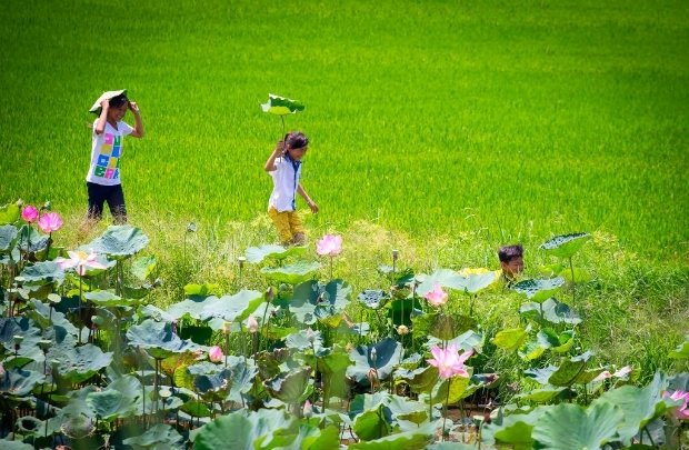 Quy hoạch Long An - Đòn bẩy phát triển vùng kinh tế trọng điểm phía Nam 4 Phát triển Đồng Tháp Mười thành vùng sản xuất nông nghiệp công nghệ cao